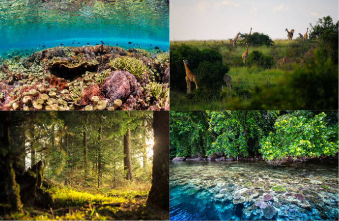 Examples of vulnerable ecosystems: coral reefs, savannah, temperate forests, mangroves.
