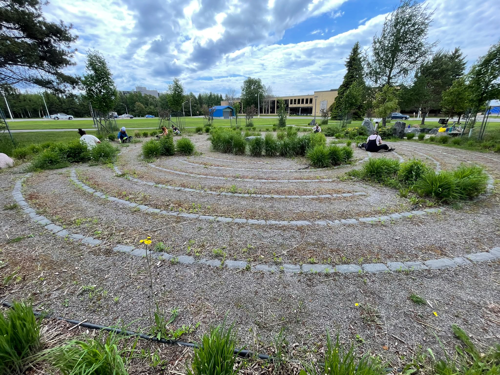 People weeding in the labyrinth with Bora Laskin building and blue sky in background