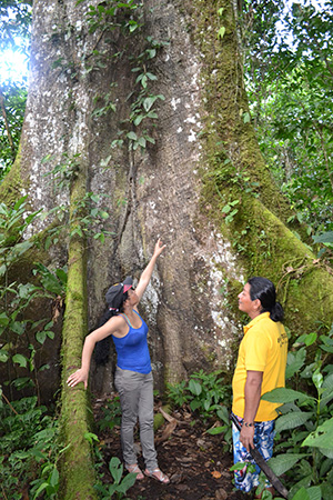Two people standing at base of large tree in Ecuador