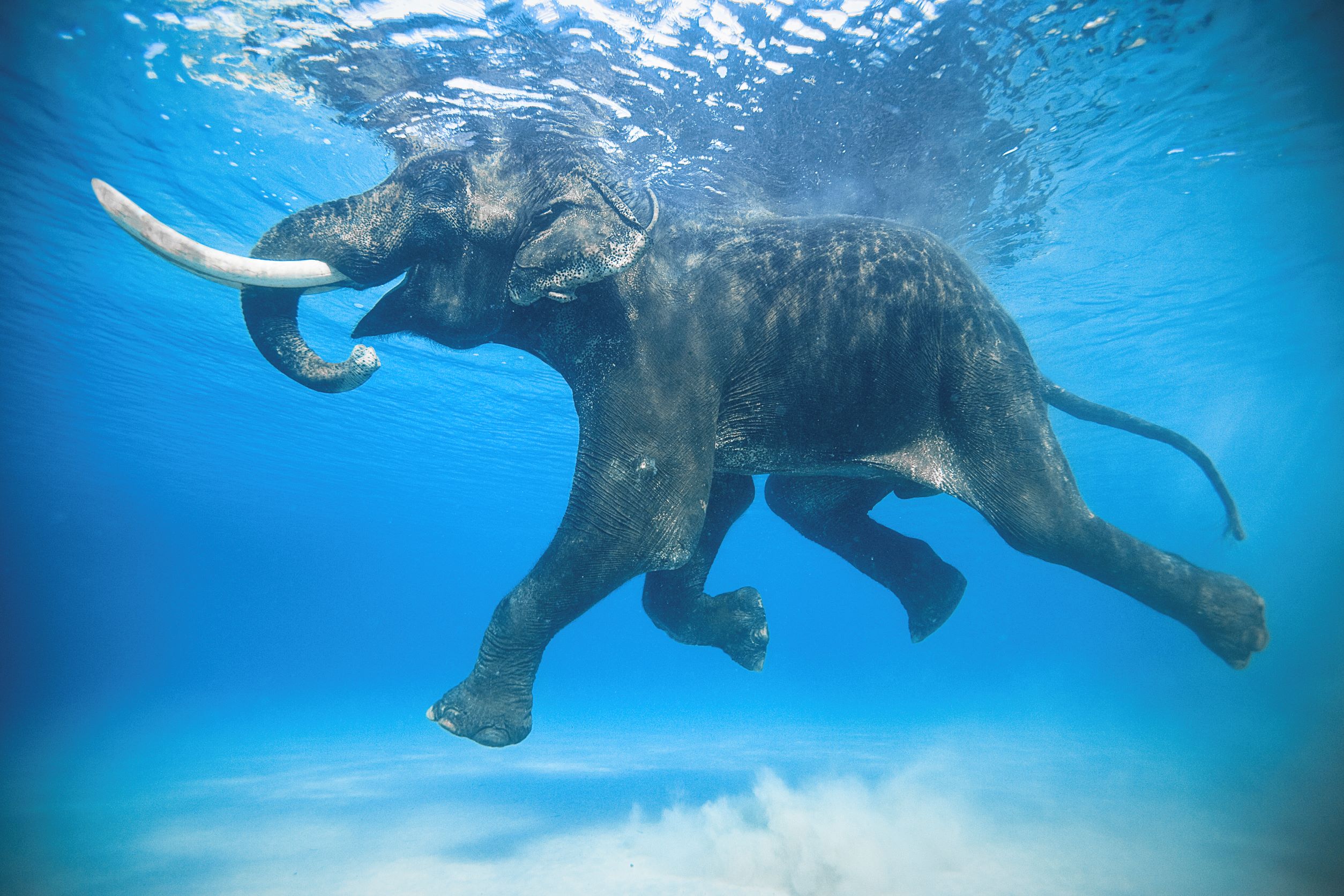 Rajan the elephant swimming in the ocean