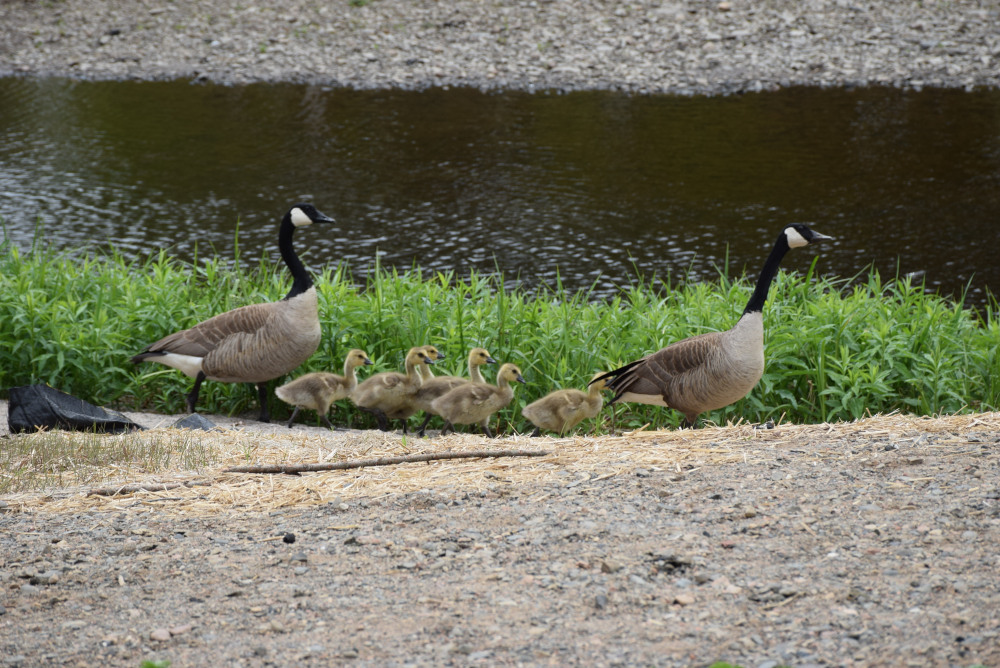 Two Canada Geese walk along a riverbank with their goslings