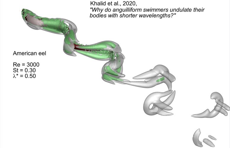 A diagram showing an American eel's undulating swimming motion