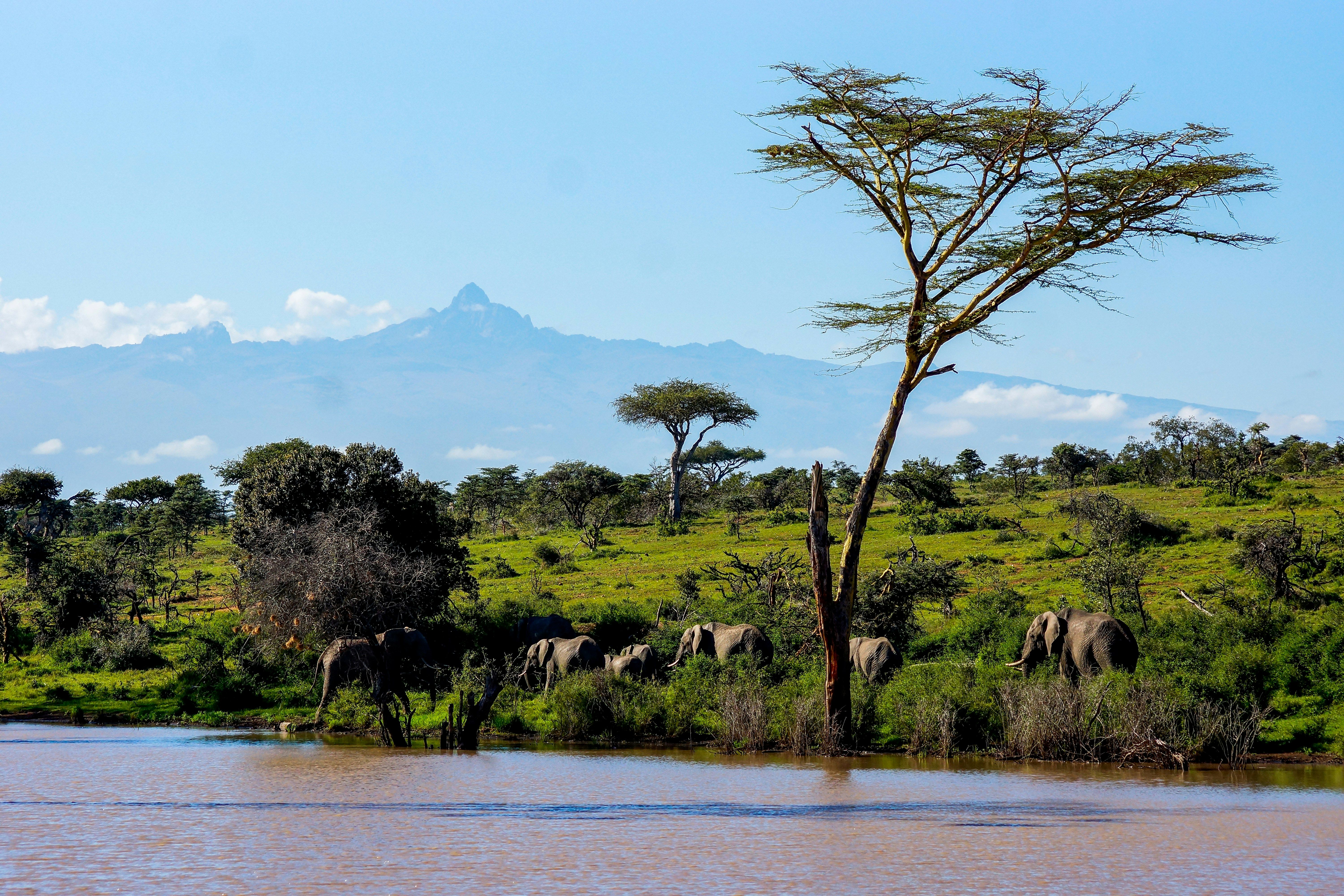 A herd of elephants gathers by a river; a mountain range is visible in the background