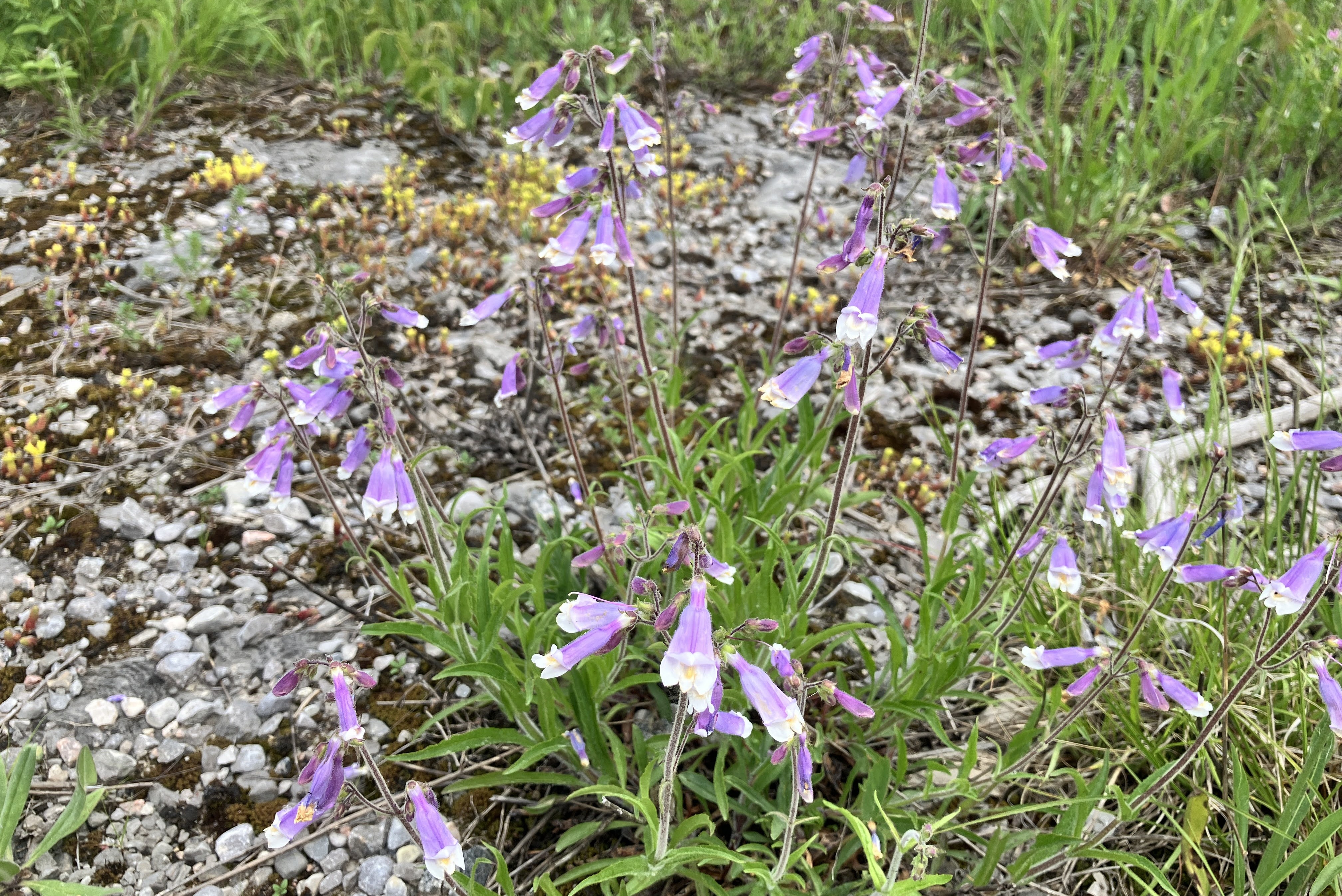 A cluster purple bell-shaped wildflowers growing in a rocky area