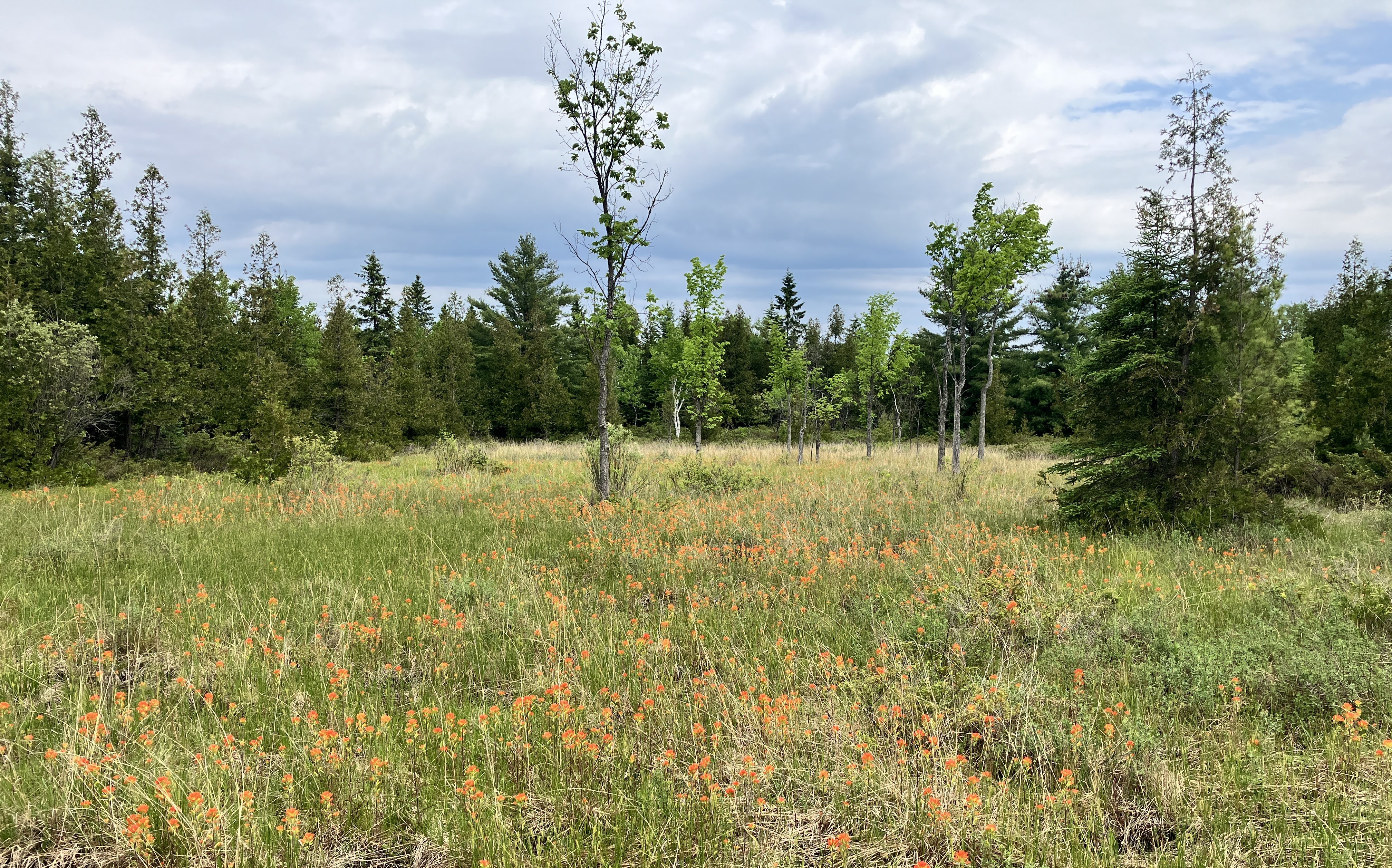 A field filled with orange wildflowers and surrounded by trees
