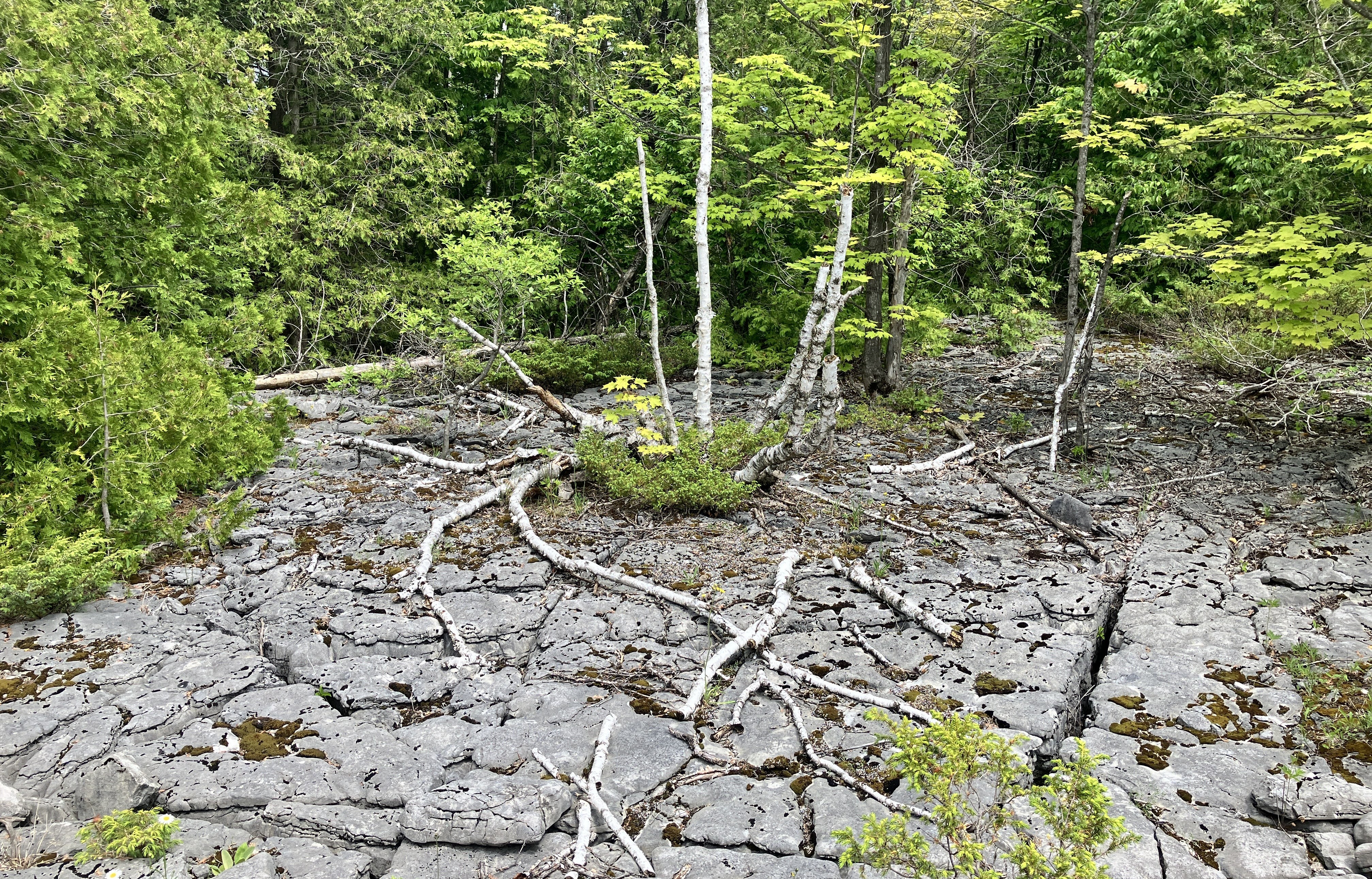 Rocky ground covered with lichen and surrounded by trees and bushes; a dying birch tree is in the middle of the outcropping