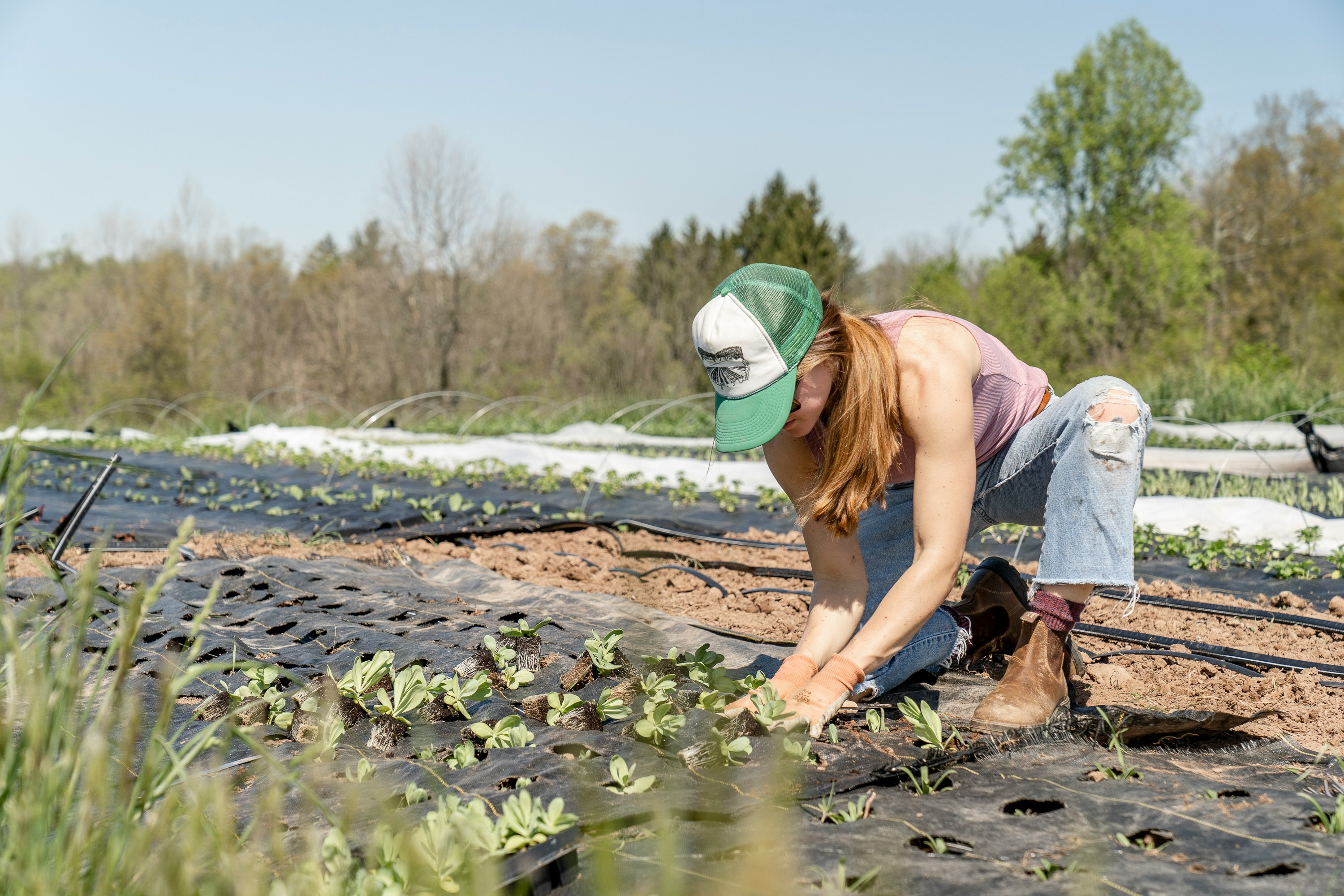 A woman wearing a baseball cap, a t-shirt, and jeans, plants seedlings in a field