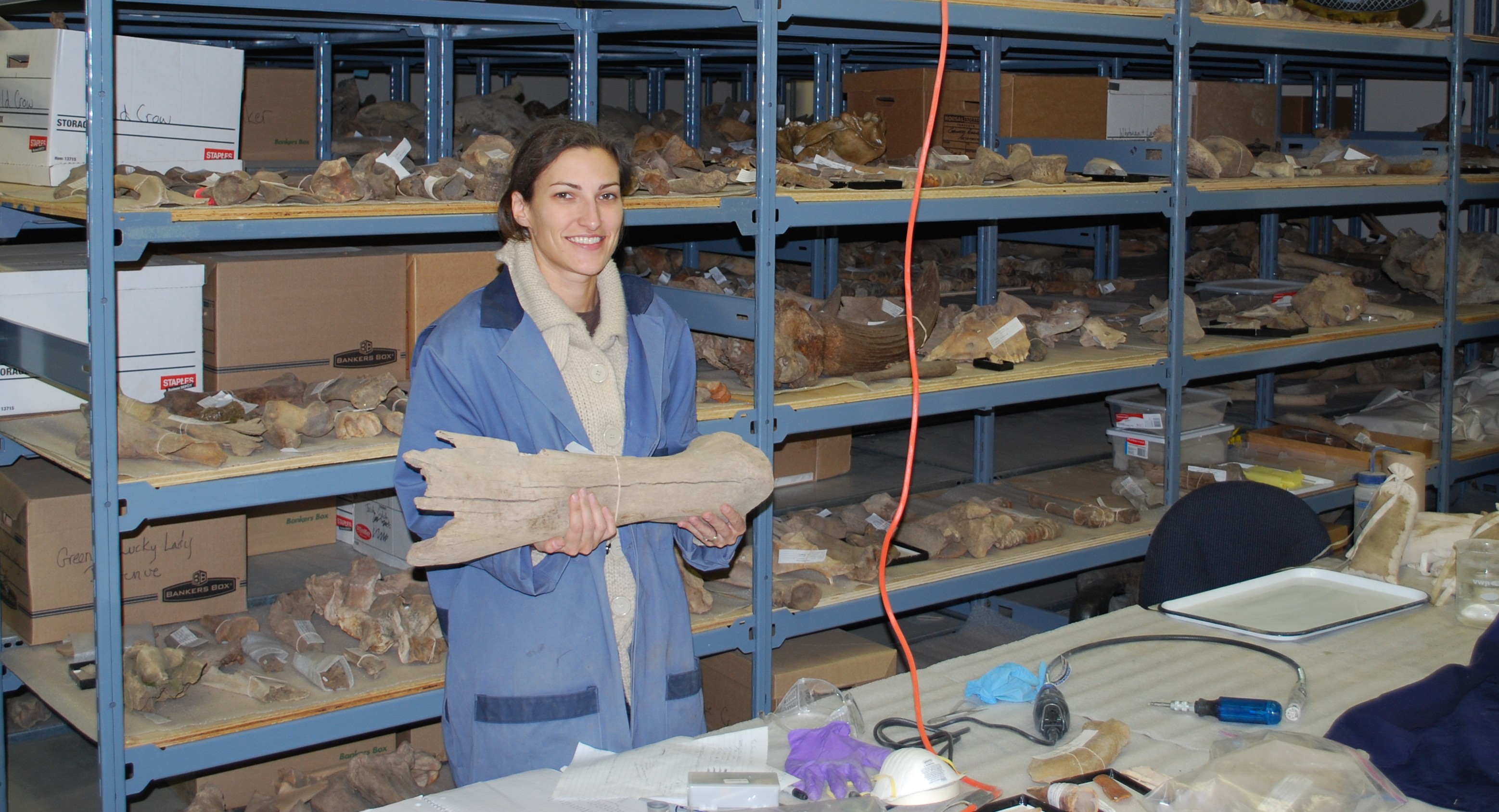 A woman hold a large bone in a room with shelving filled with bones and tusks Dr. Jessica Metcalfe with Woolly Mammoth Bone