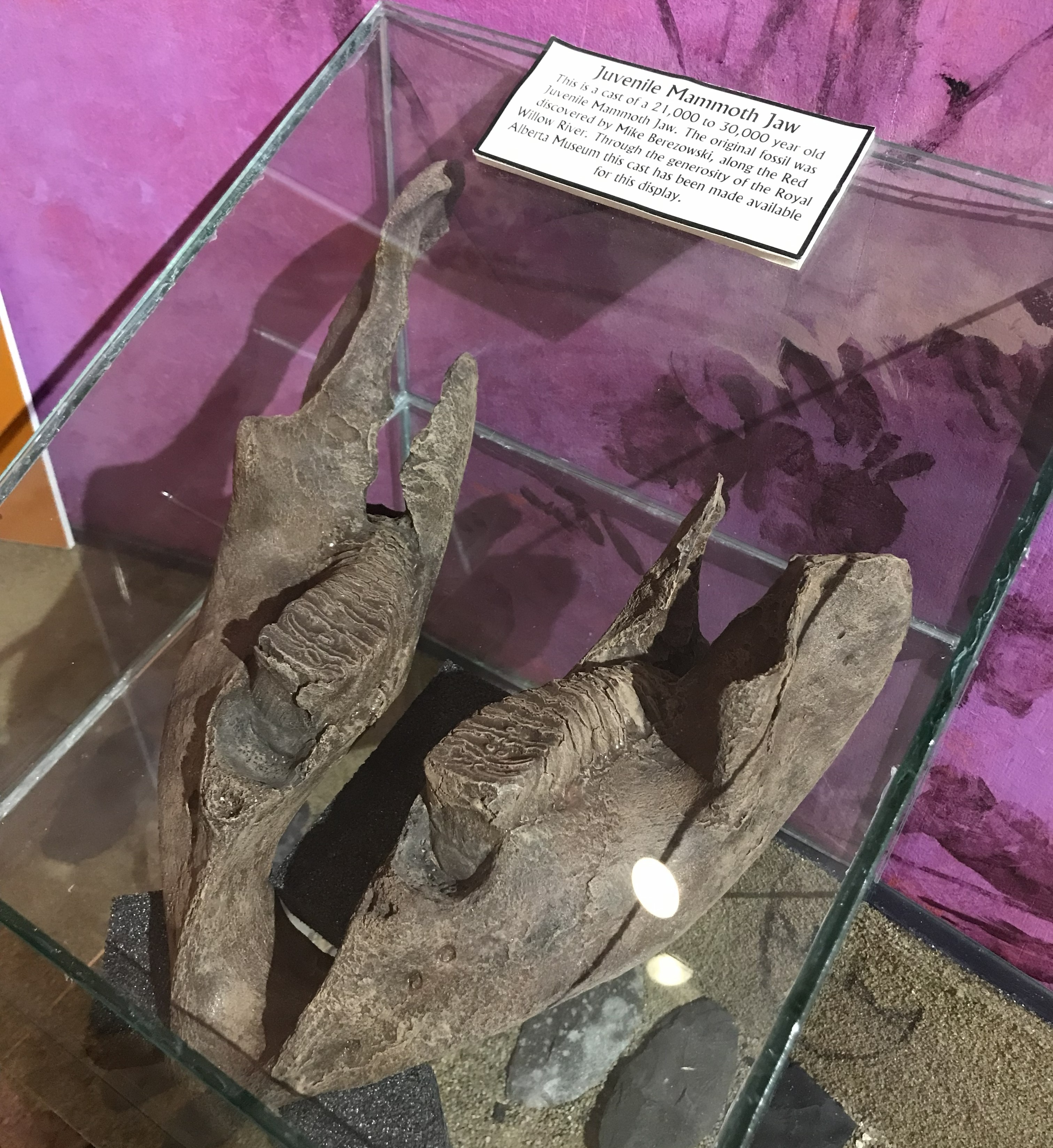 Juvenile Woolly Mammoth Jaw Cast A cast of a juvenile mammoth jaw bone in a display case