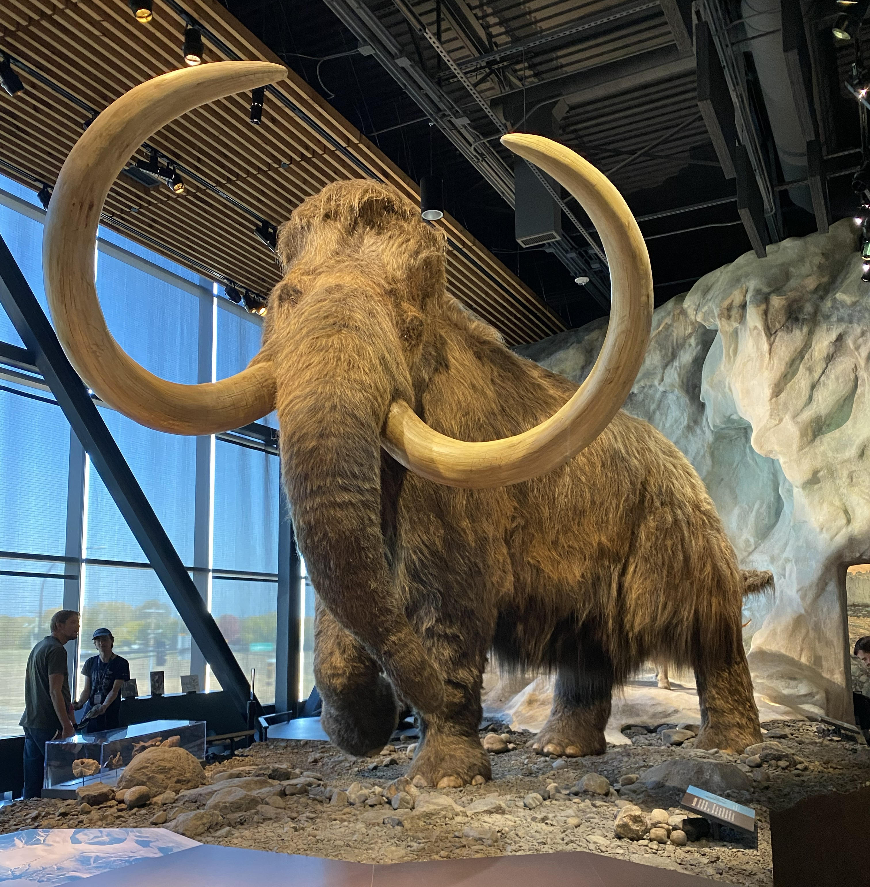 Woolly Mammoth Reconstruction A reconstruction of a woolly mammoth on display at a museum