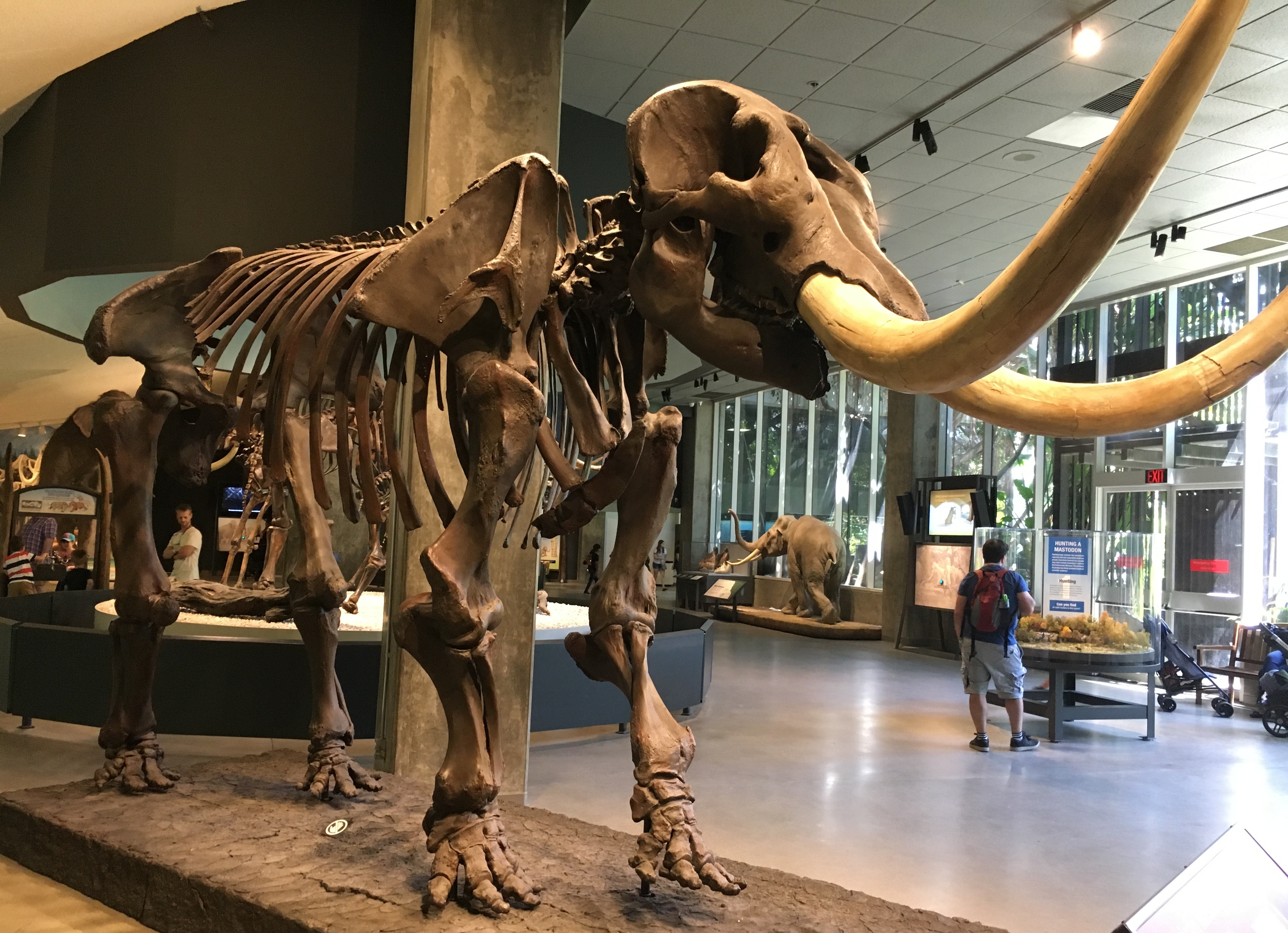 A mastodon skeleton on display at a museum