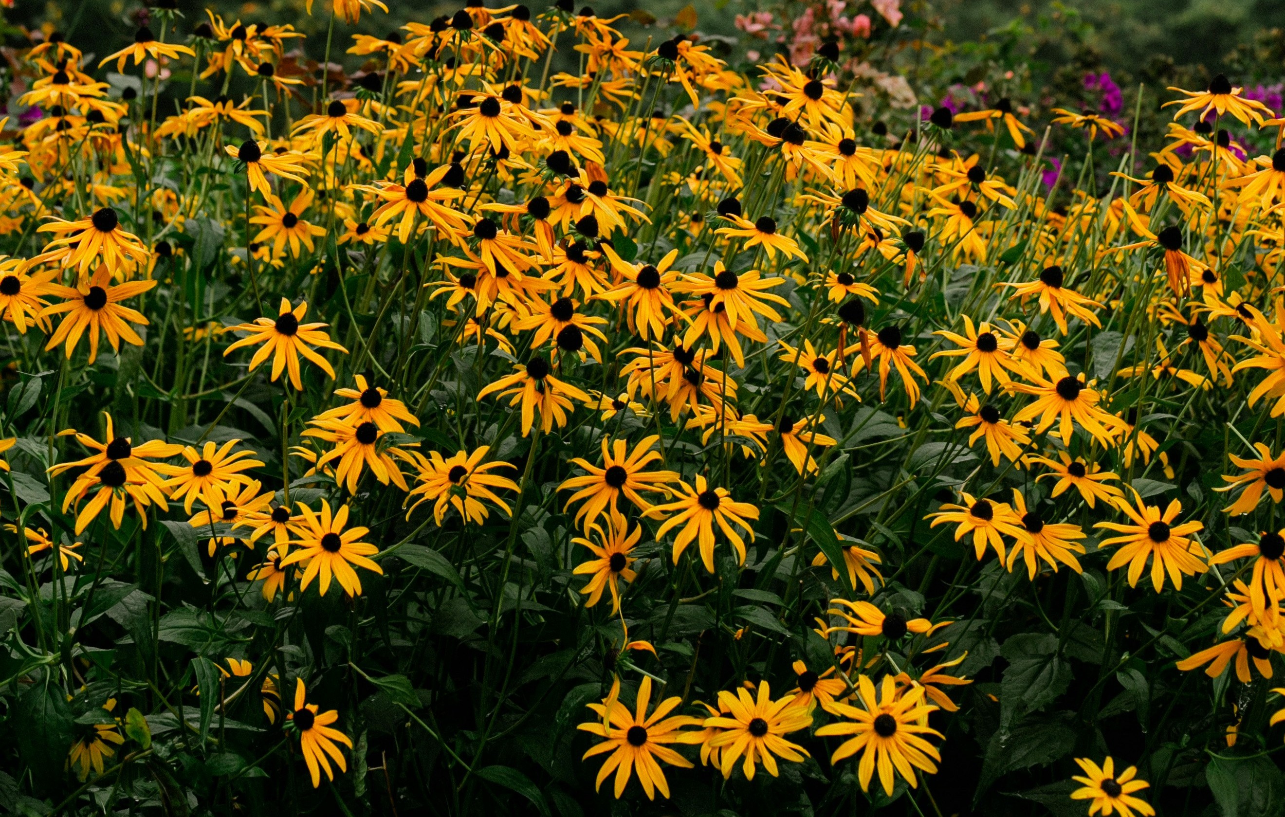 A patch of brown-eyed susan flowers with pink and purple flowers visible in the background
