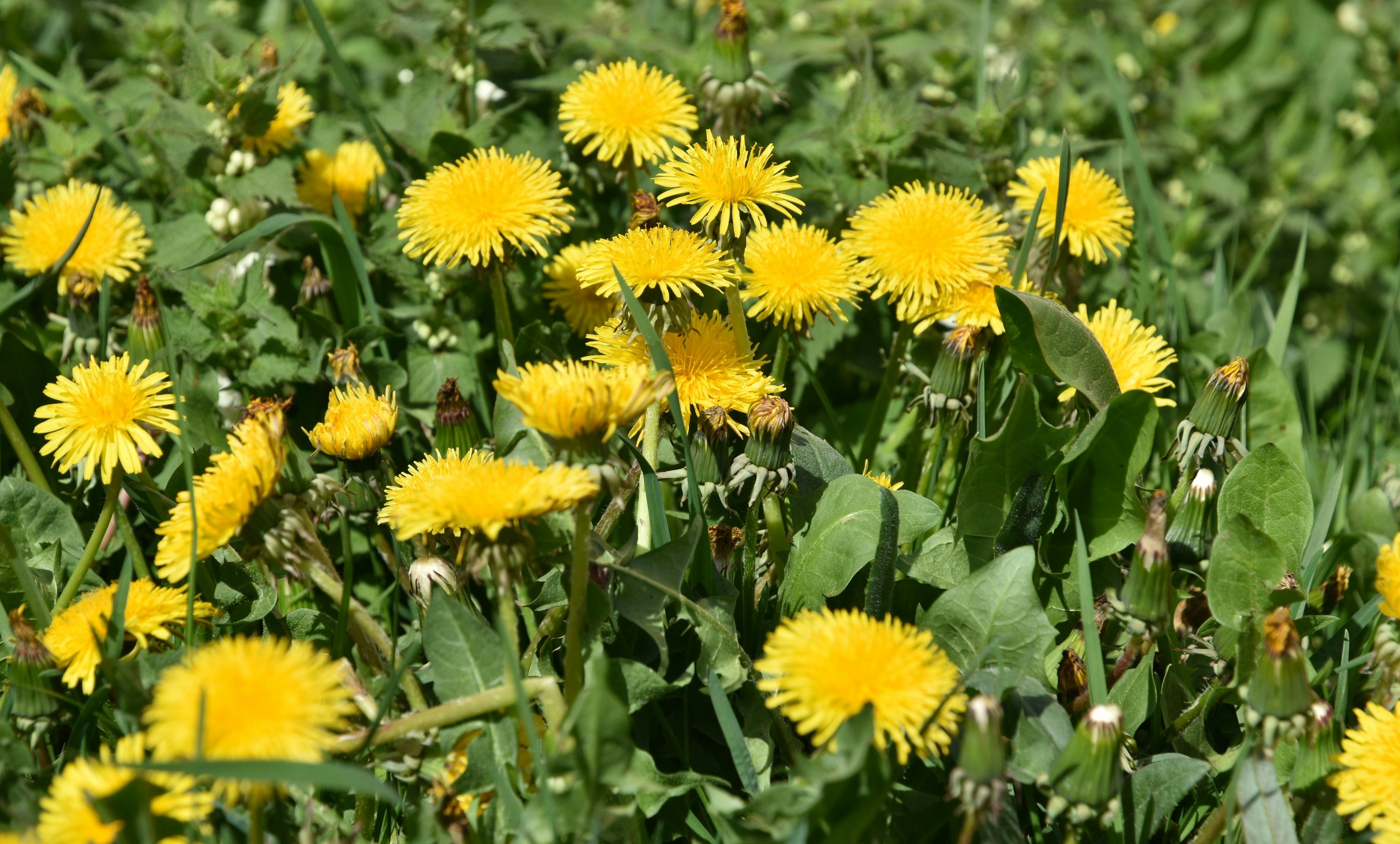 A clump of yellow dandelion plants with green stalks and leaves