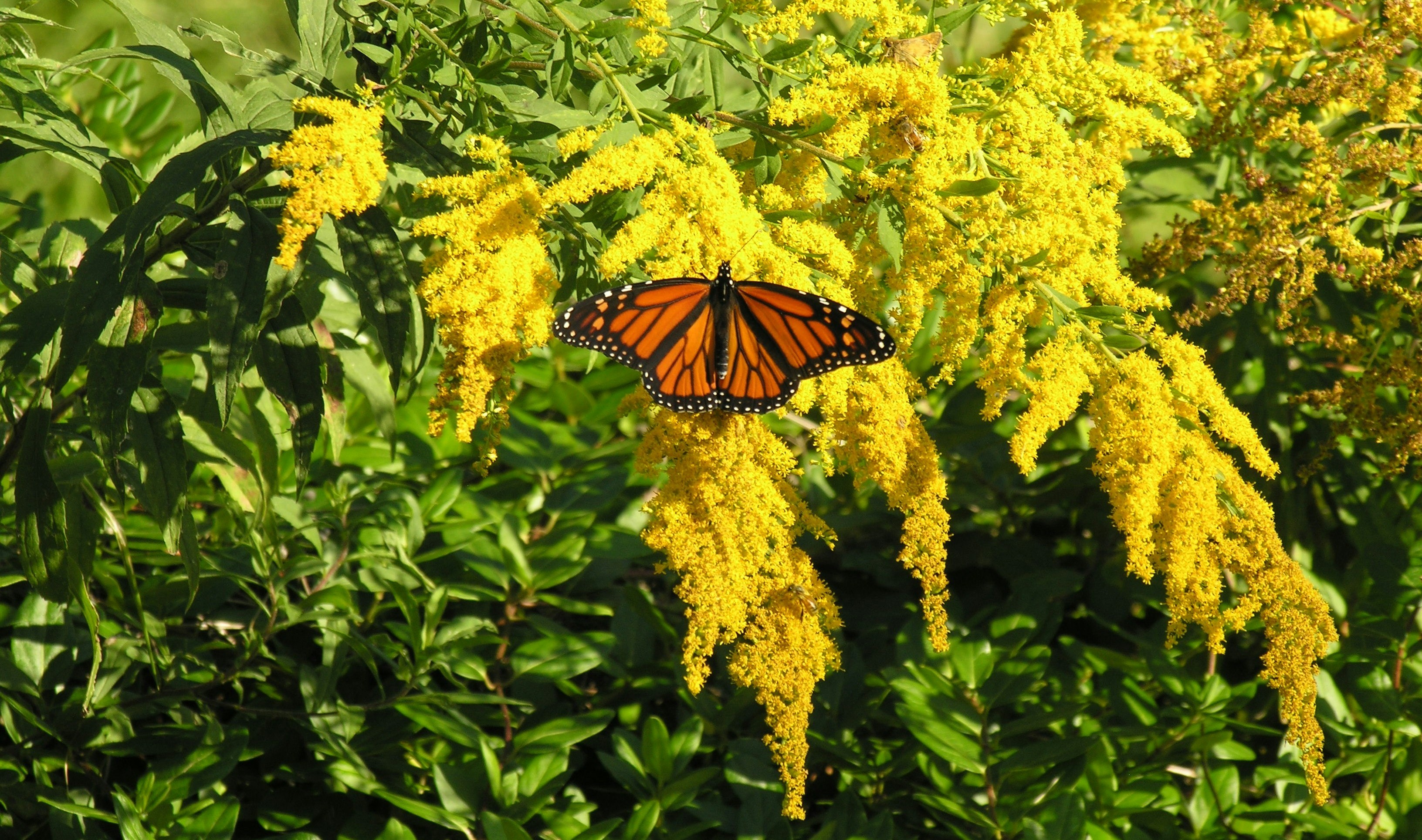 A group of drooping yellow goldenrod flowers with green leaves and stalks; an orange-and-black monarch butterfly with outstretched wings rests on one of the blooms