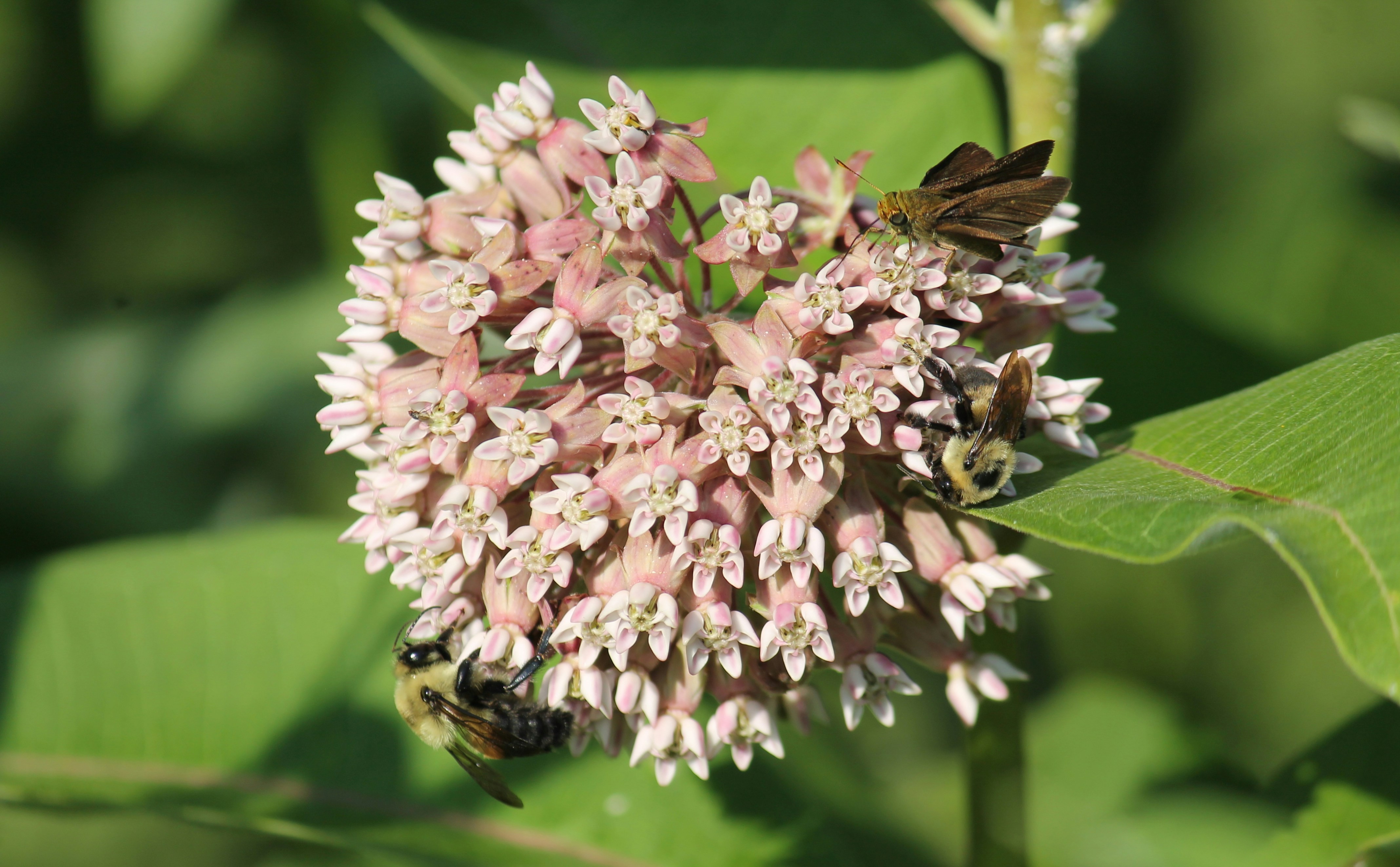 A close-up of a milkweed plant with green leaves and a pale pink flowerhead; two bees and a moth are feeding on nectar from the flower