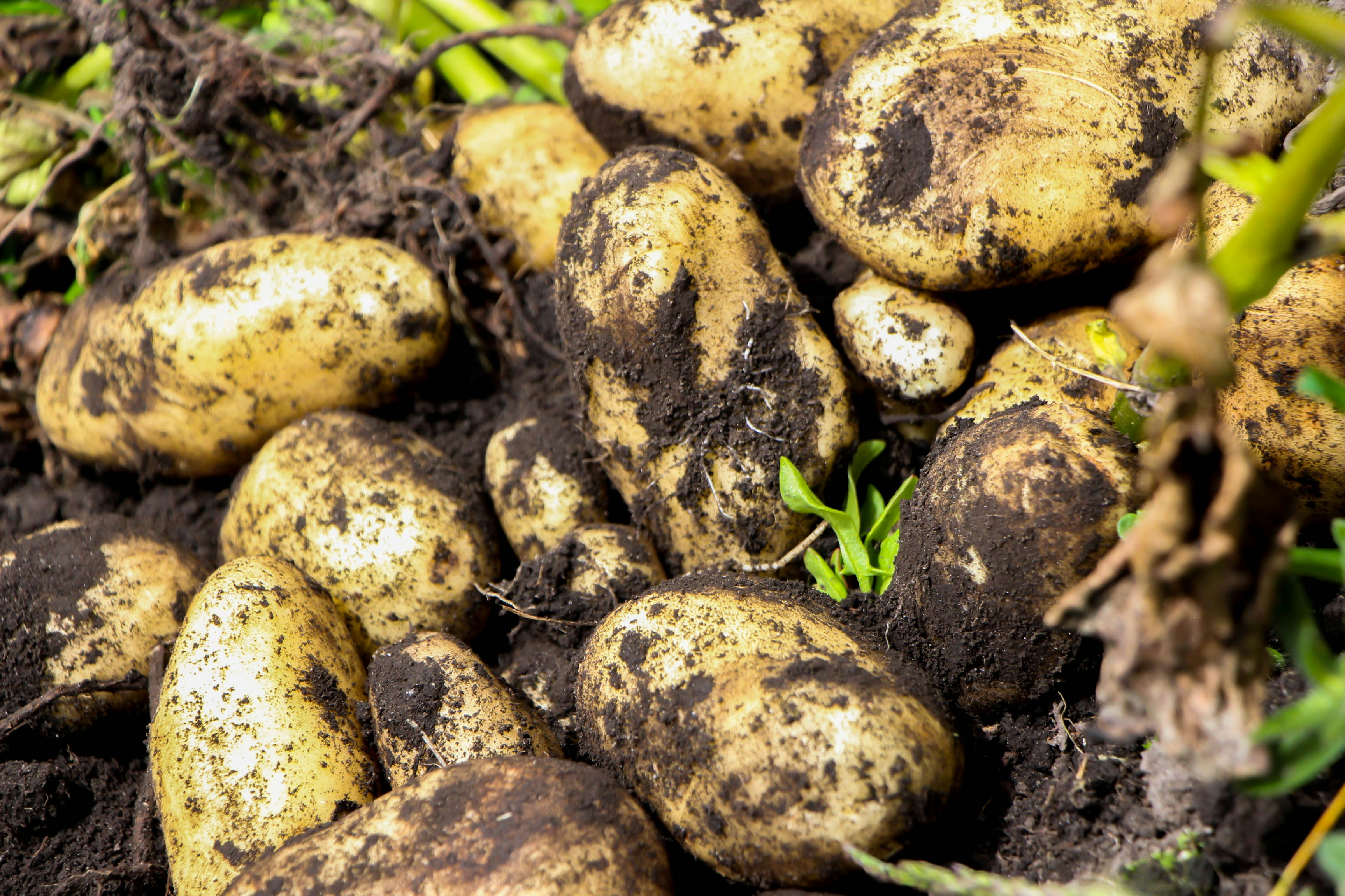 A group of white potatoes covered with dirt lying on the ground