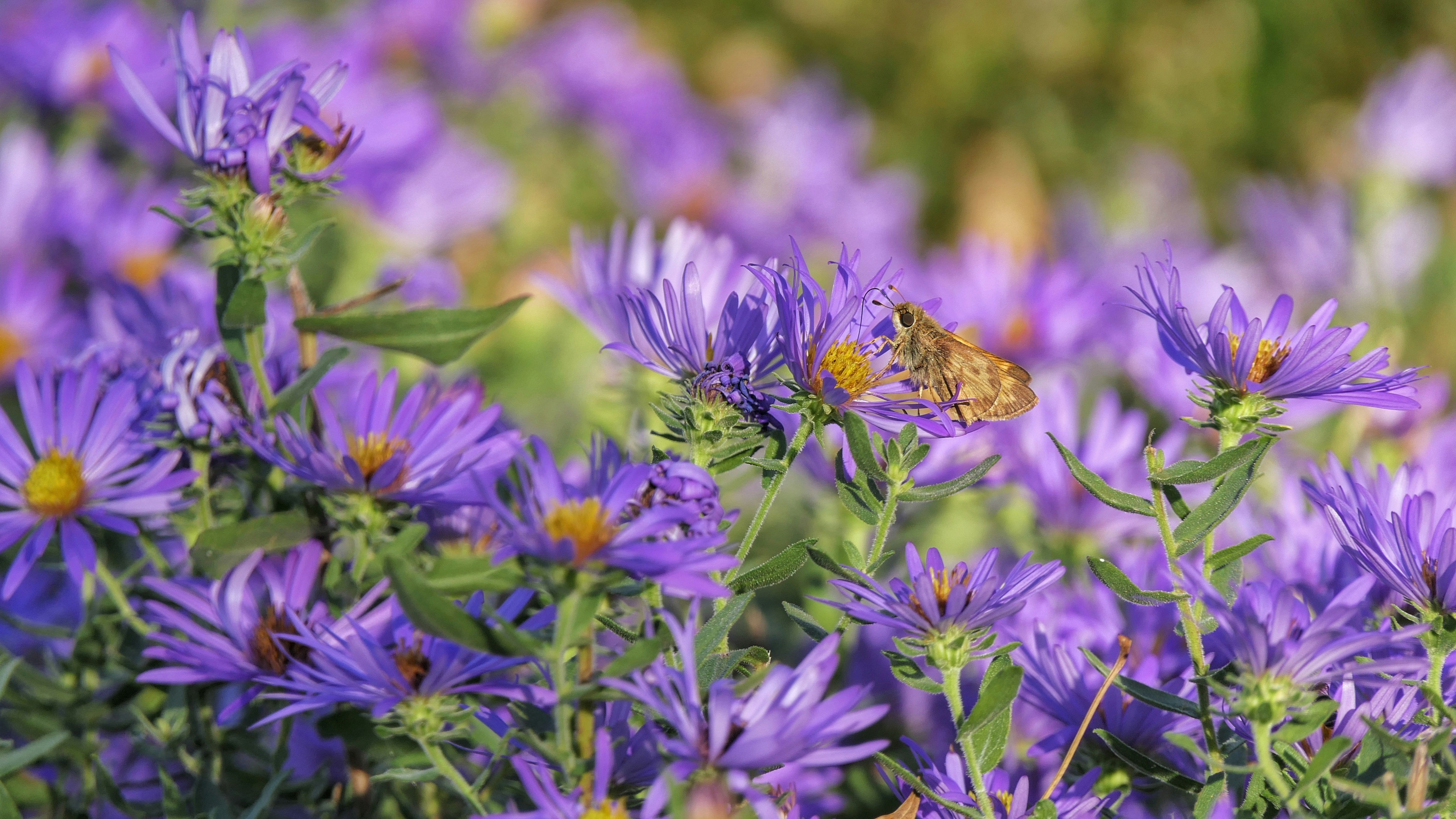 A close-up of a patch of purple aster flowers with yellow centres; a small moth sits on one of the flowers