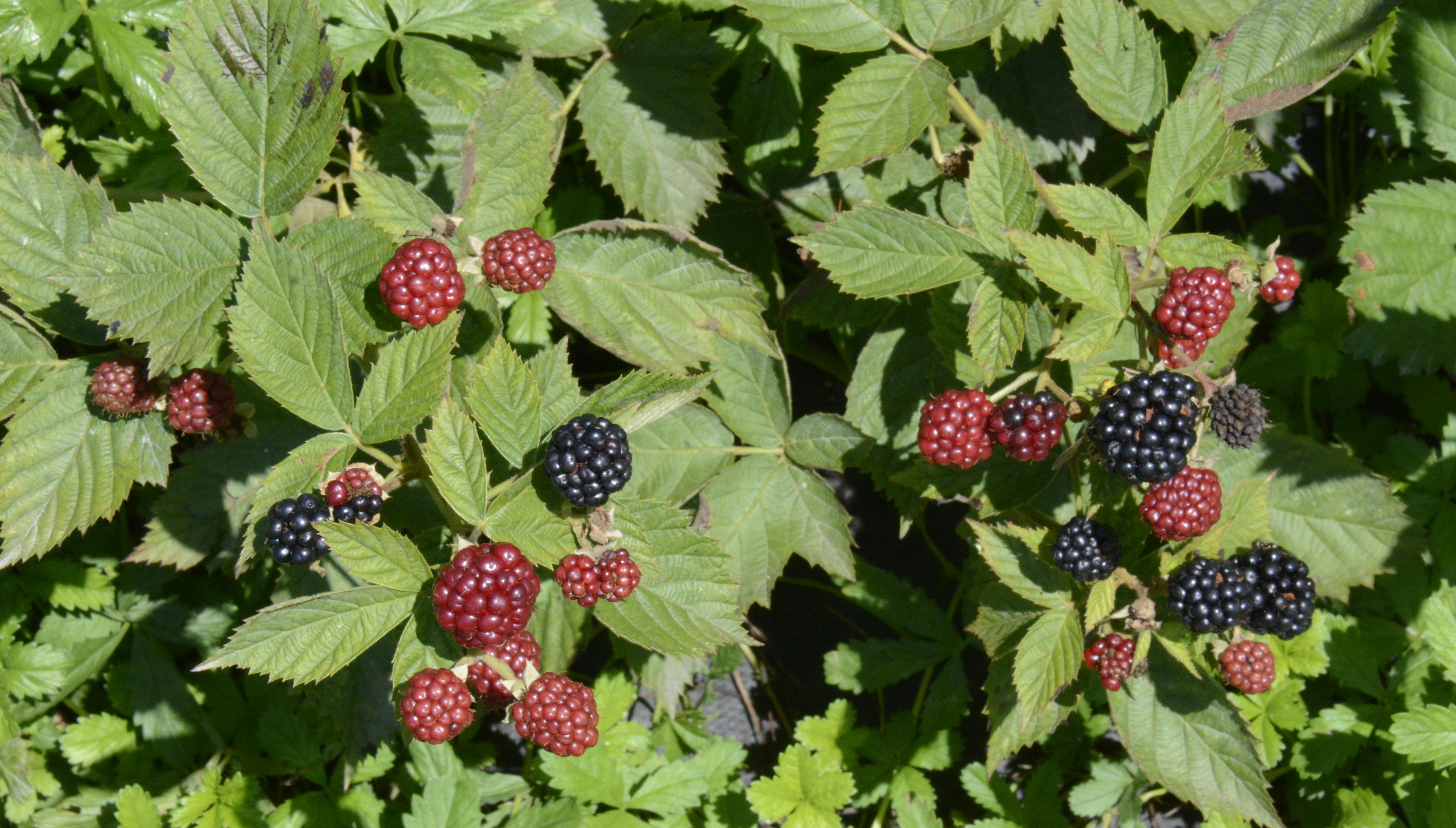 Several raspberry plants with green leaves and red and dark purrple berries