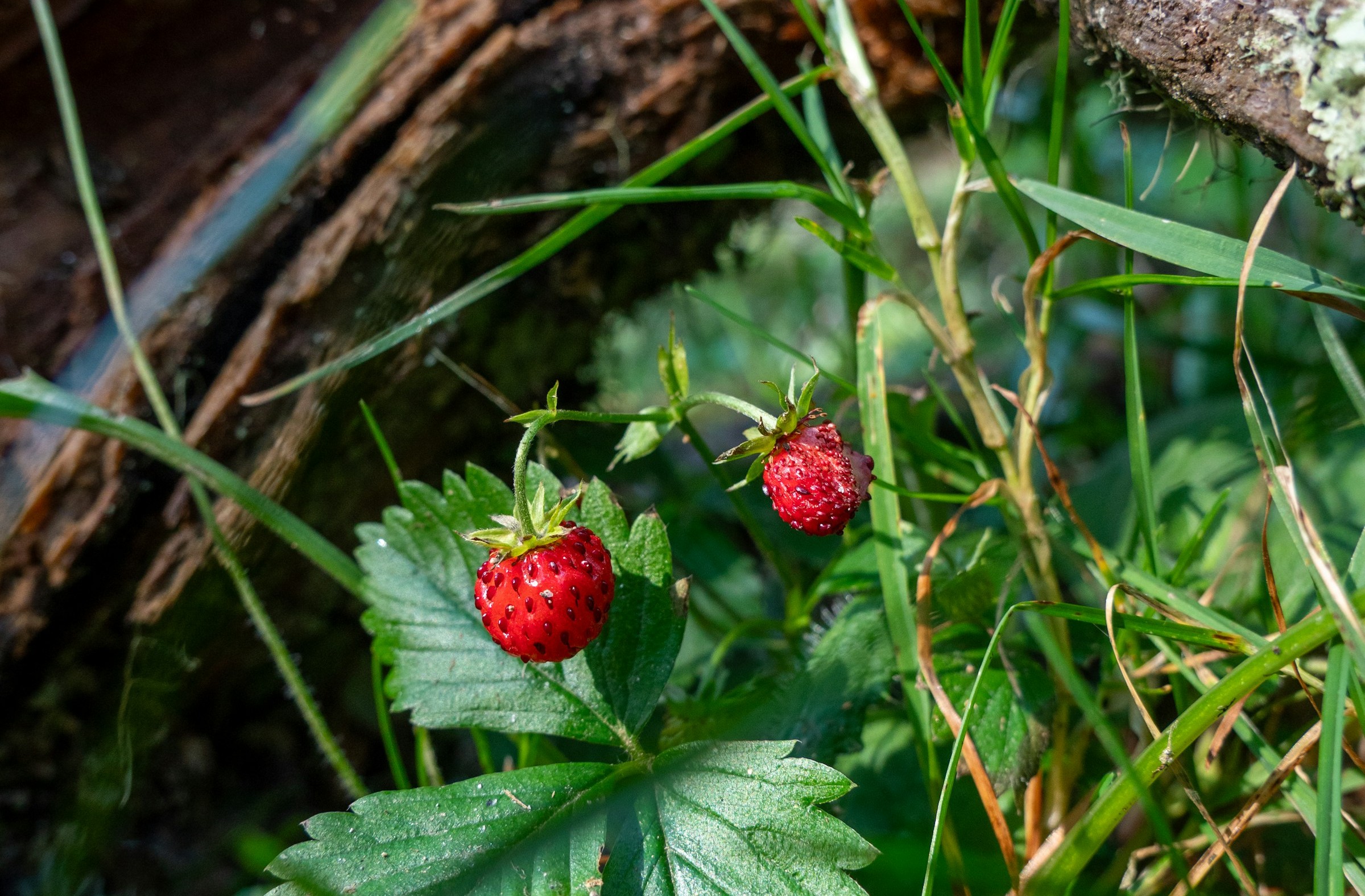 A close-up of wild strawberry plant with two red berries; one berry has been partially eaten and a fallen log with lichen is visible in the background