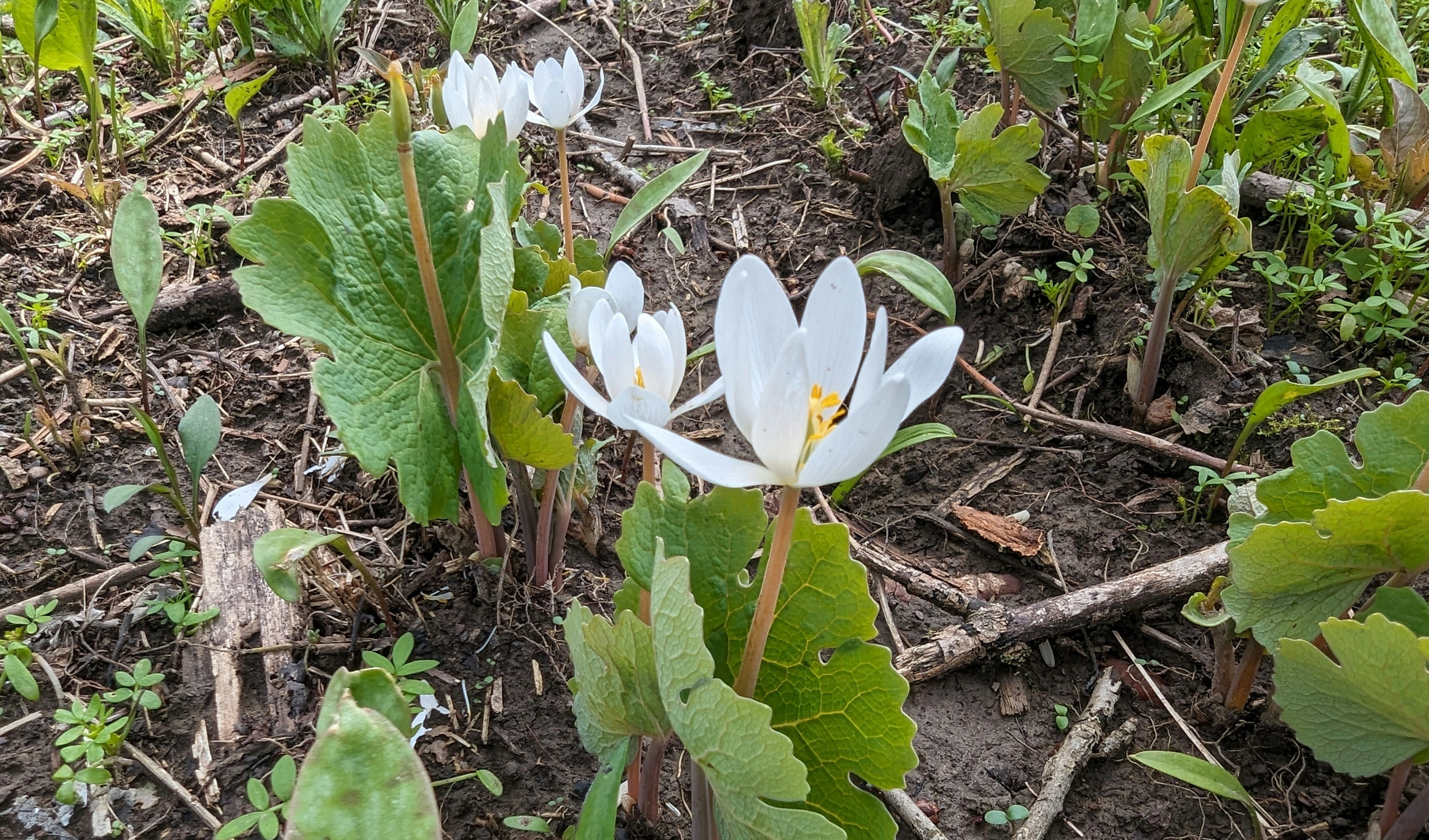 A patch of bloodroot plants with green leaves growing in a muddy area with broken twigs; several plants have white blooms with yellow centres
