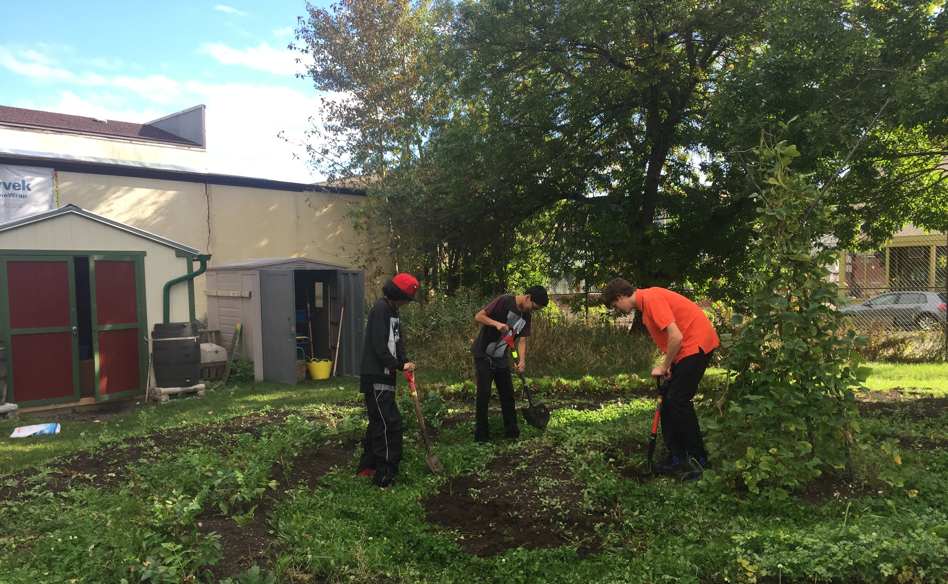 Three boys with spades dig in a garden next to a building and two sheds