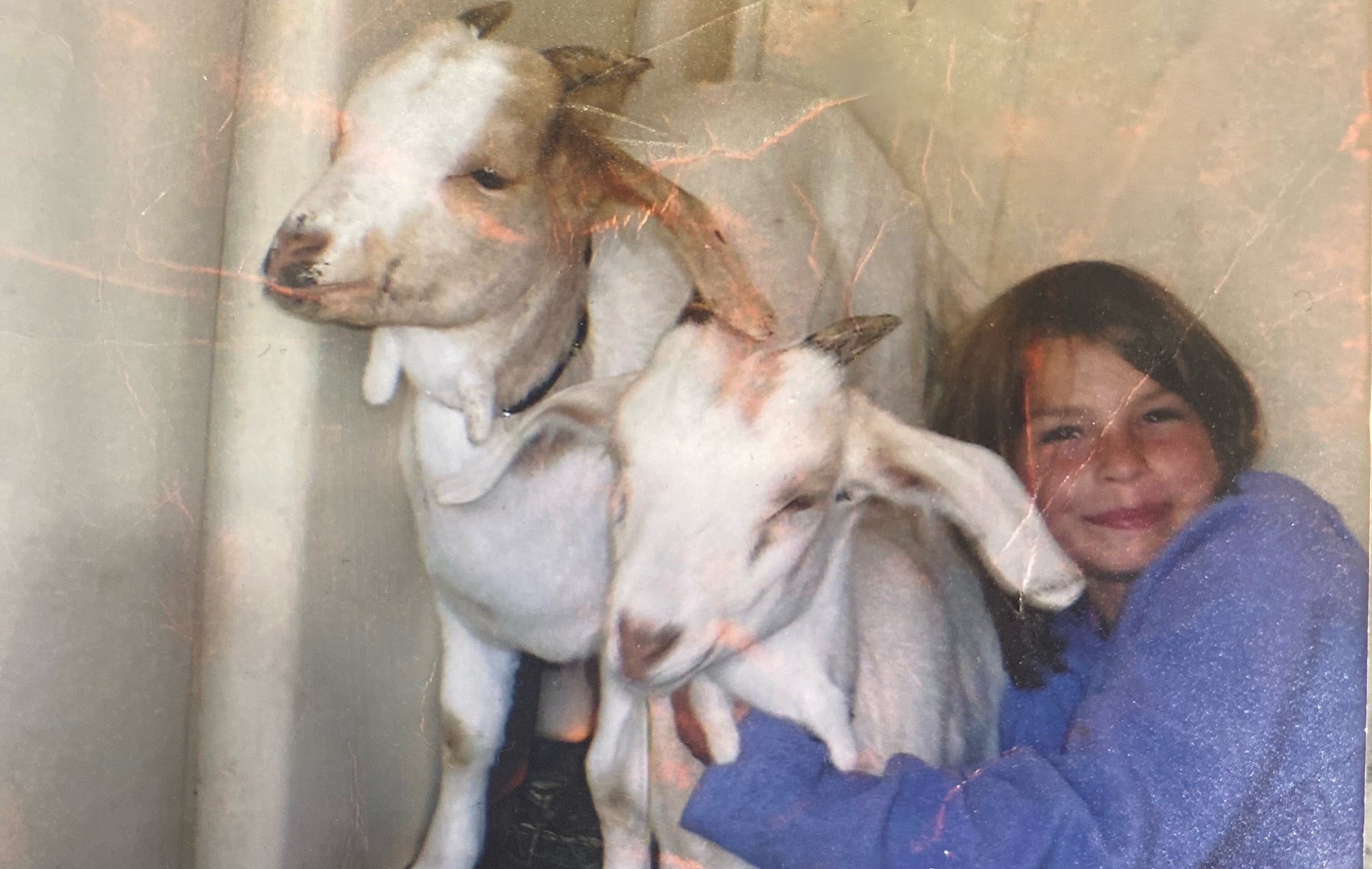 Hope Grootenboer, aged about 10, hugs a small white goat that is standing next another small white goat in a buiding
