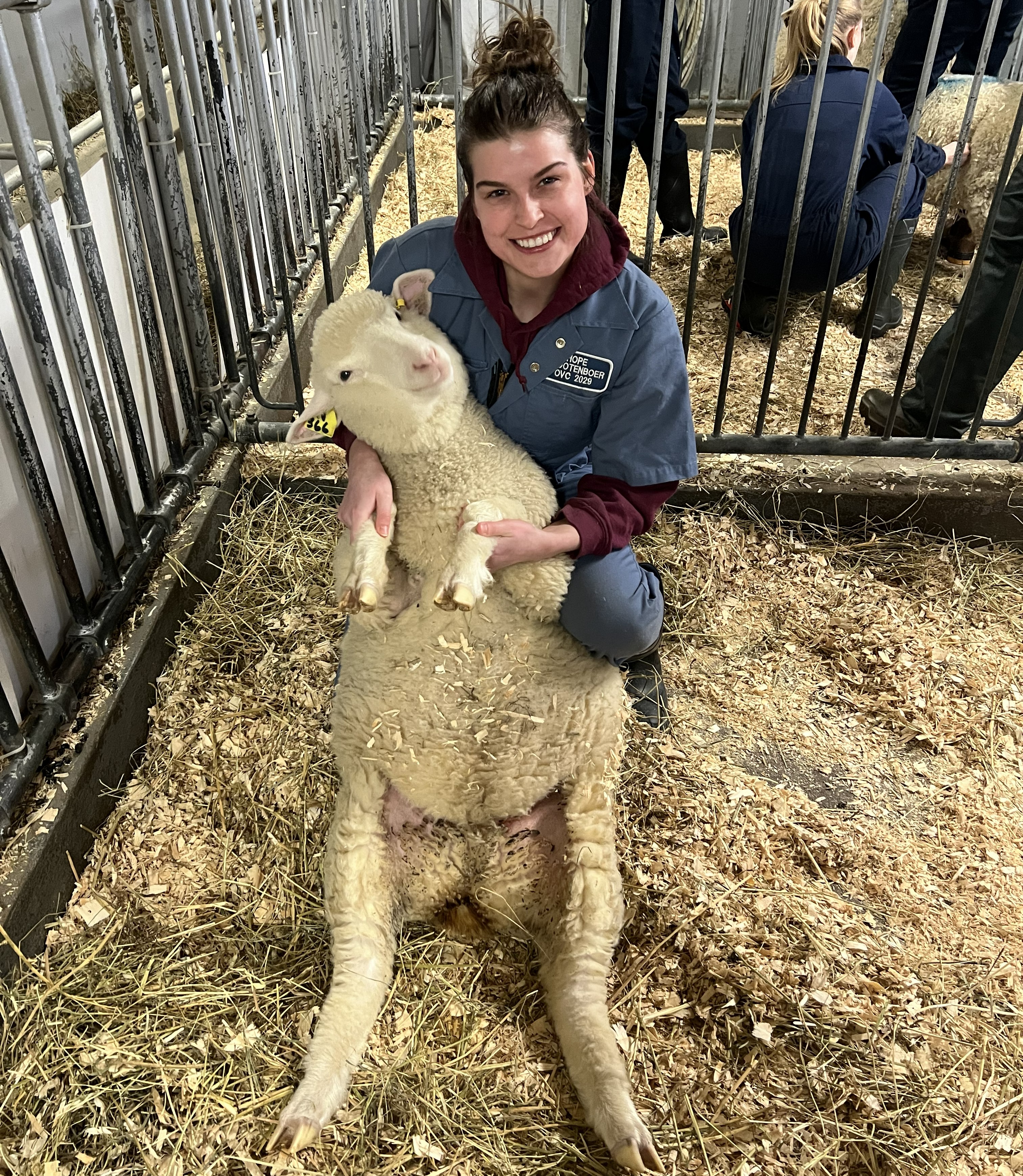 Hope Grootenboer sits on the ground in a barn pen and holds a sheep sitting on its haunches on the ground