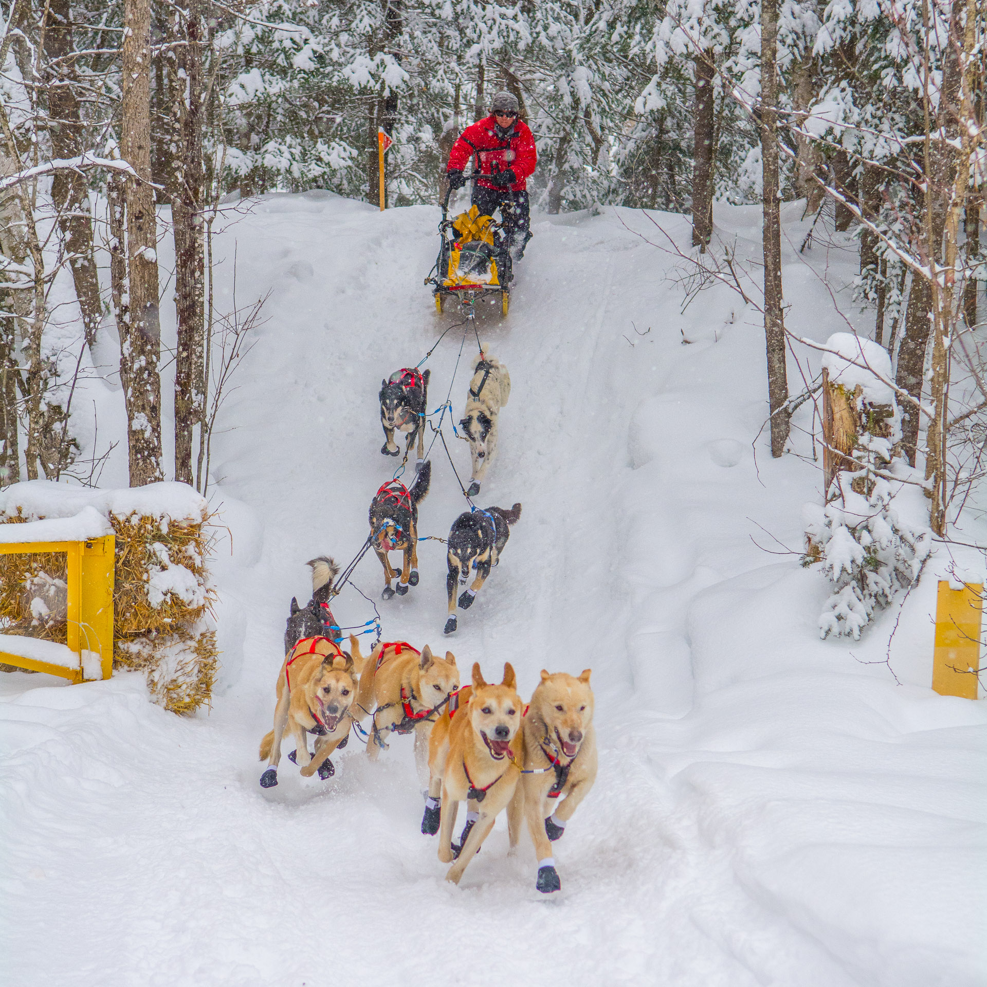 Dog team and driving racing down a snowy hill in the forest