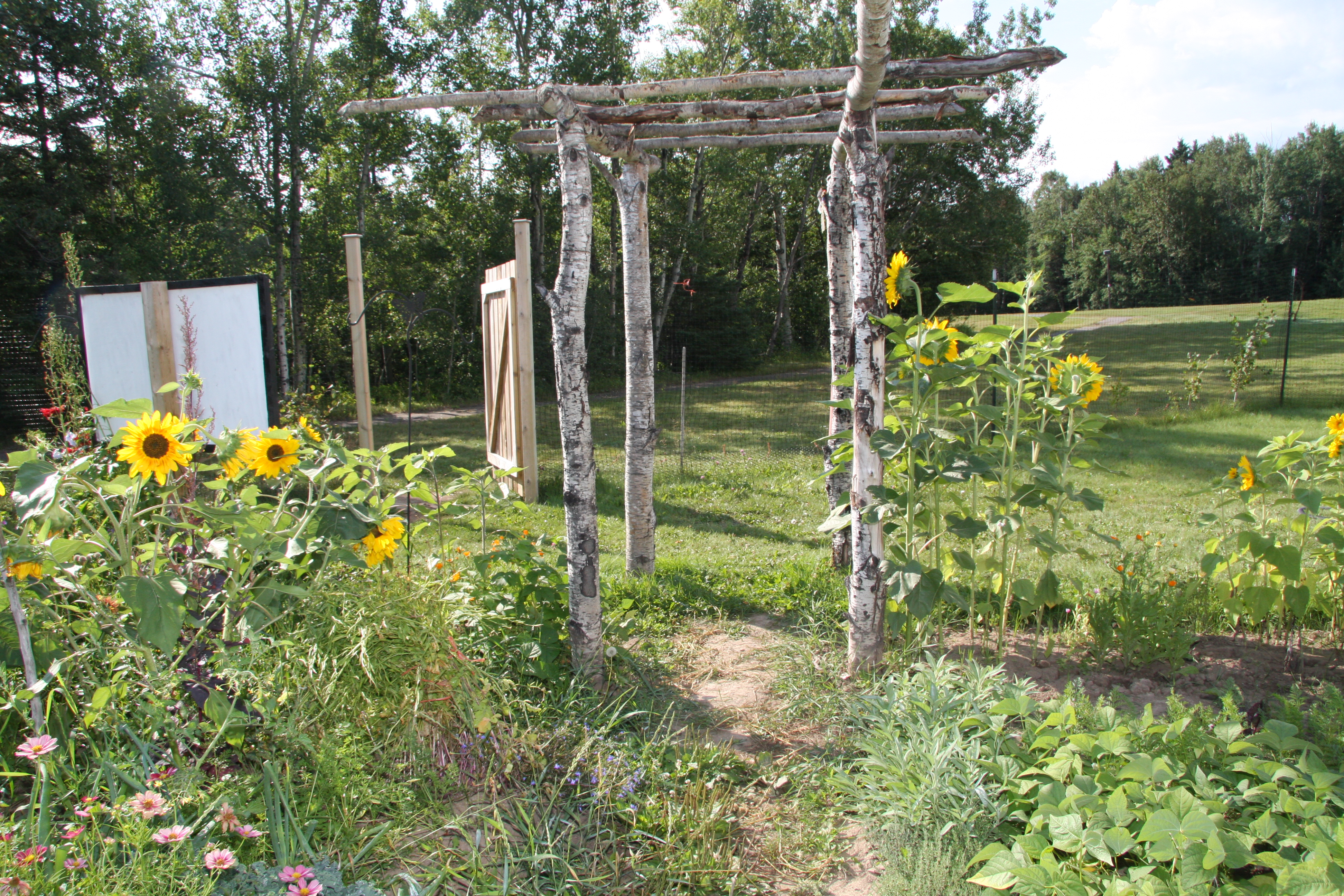 garden with sunflowers