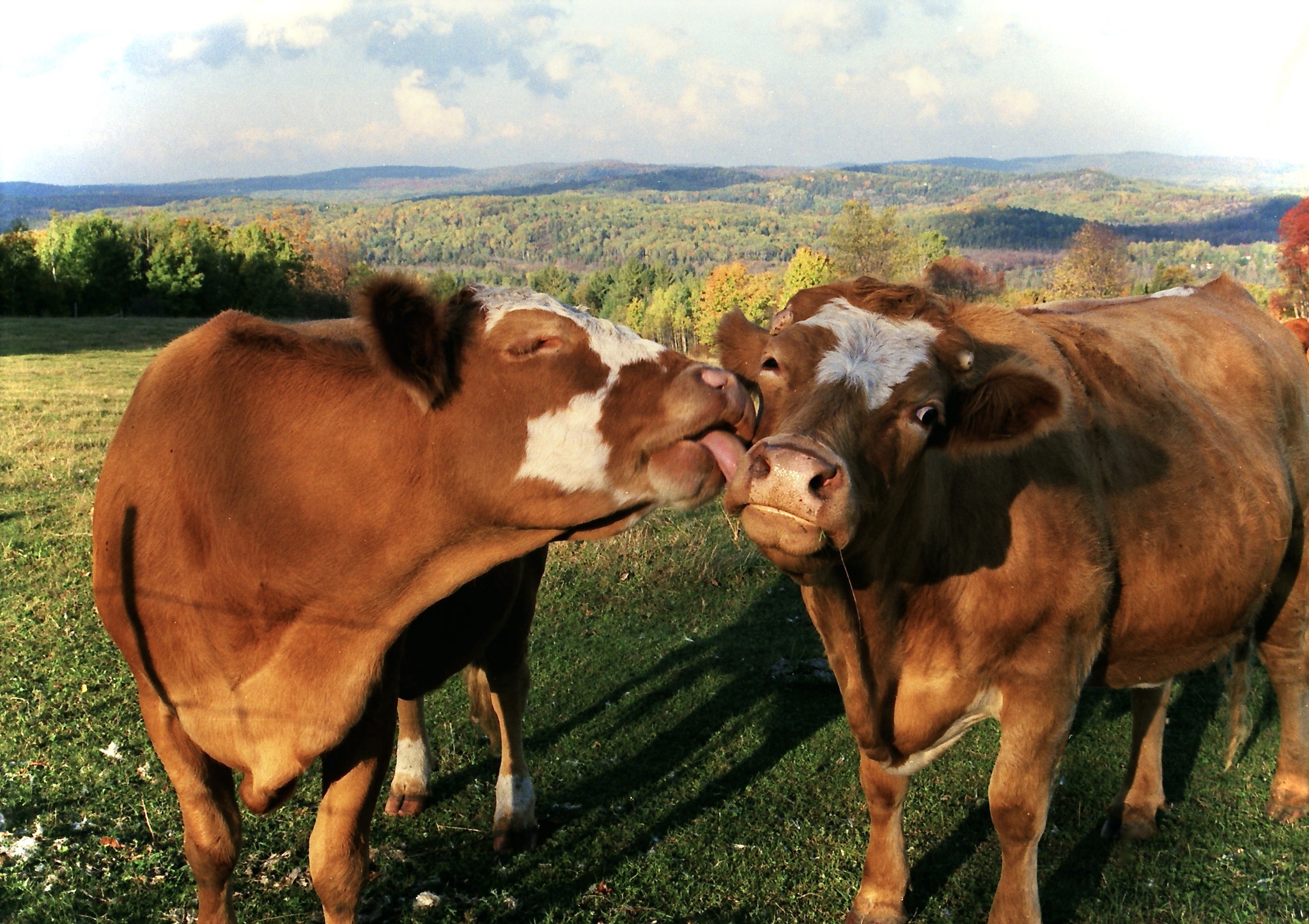 Cows
