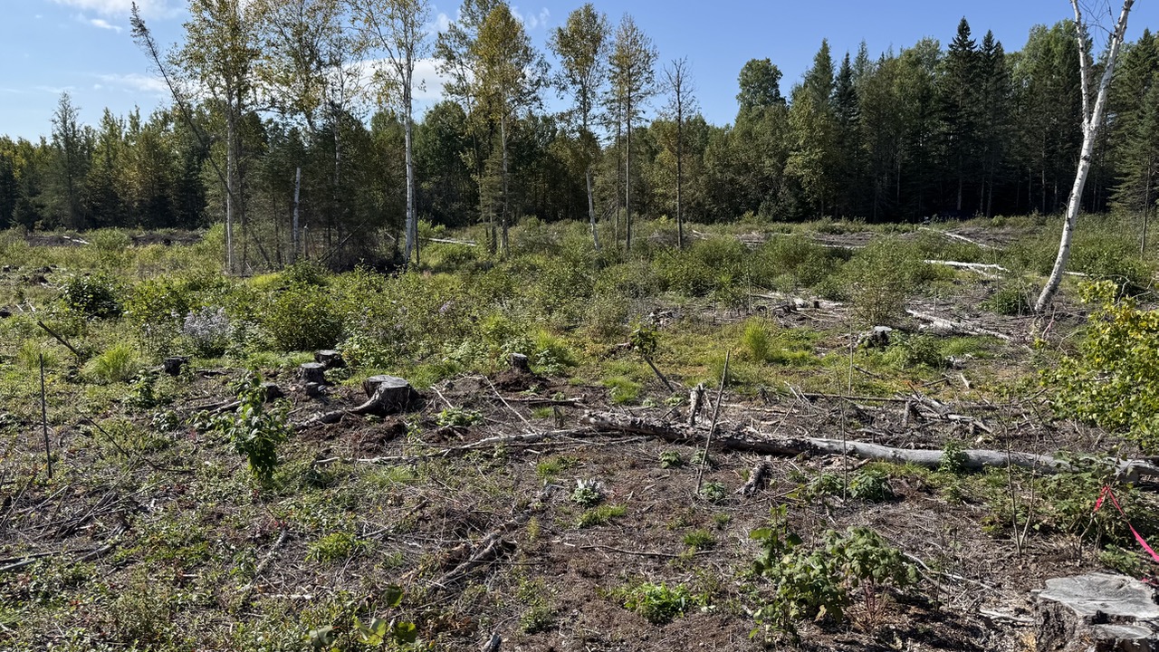 Typical clear-cut harvest in Nipigon, Ontario