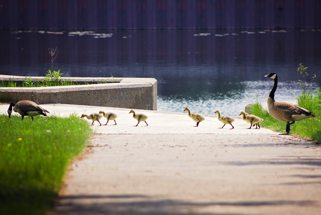 v Baby Geese and family on Campus