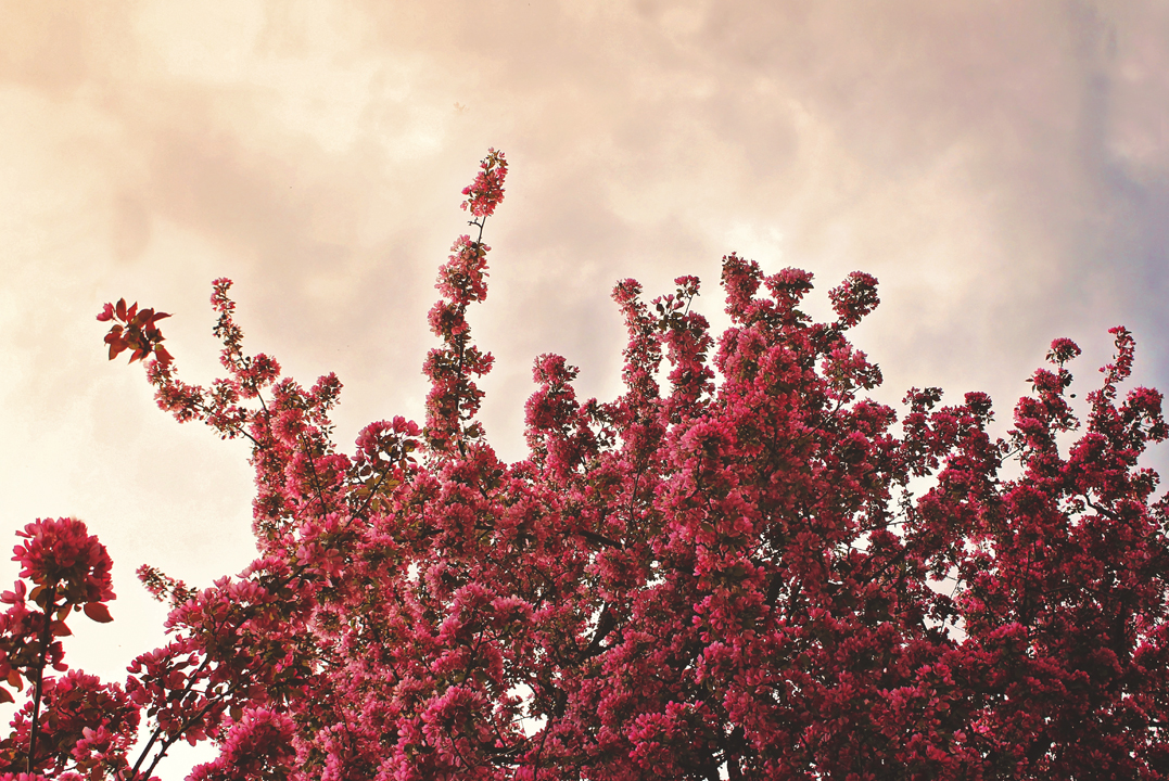 Trees in Blossom on Thunder Bay Campus Trees in Blossom on Thunder Bay Campus